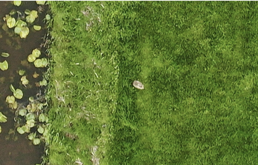 Figuur 3.3: simultaan gemaakte luchtfoto van betreffende haas.