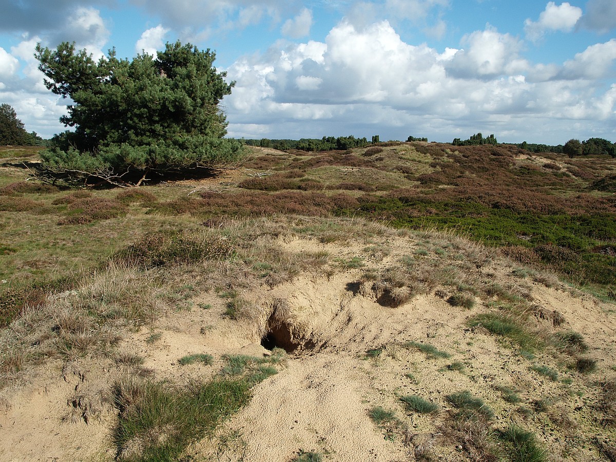 Een konijnenburcht met verschillende ingangen (foto: Saxifraga-Hans Dekker).